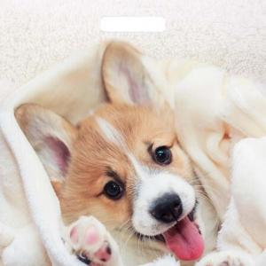 Полиэтиленовый пакет ПВД с прорубной ручкой 60 мкм 38х45 см Малыш Веня 50 шт