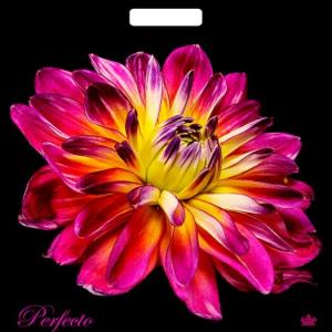 Полиэтиленовый пакет ПВД с прорубной ручкой 90 мкм 42х48 см Перфекто Герцогиня 25 шт