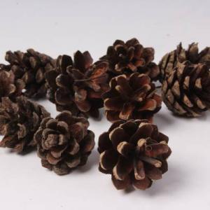 Шишка сосновая натуральная 10 шт 42445