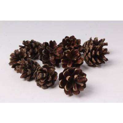 Шишка сосновая натуральная 10 шт 42445