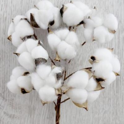 Веточки 30 см 10 шт Хлопок белый 17062